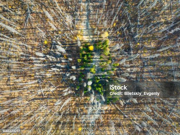 Drone View Of A Dead And Young Forest Landscape From The Air On An Autumn Forest Landscape With Soft Light Before Sunset Alberta Canada Stock Photo - Download Image Now