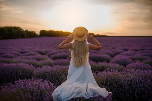 Back view of young beautiful woman in a white dress and a hat is walking in the lavender field on susnset. Lavender flowers field.