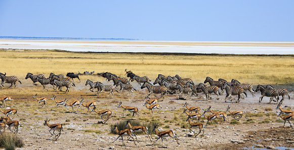 Large herd of Burchell Zebra, Blue Wildebeest and springbok are running across the vast open African Plains with Etosha Pan in the distance.