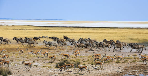 Large herd of various African wildlife running across the plains stock photo