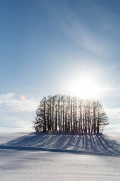 istock Larch forest on a snowy hill with the sun 1440225399