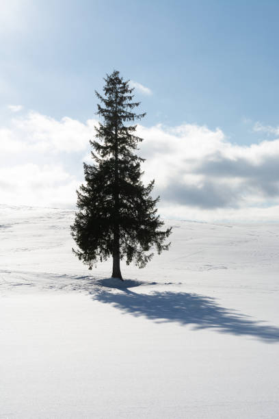 istock Pine tree standing in a snowy field 1440225686