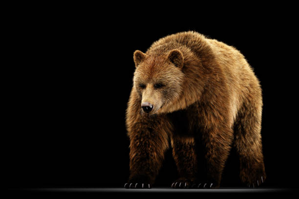 istock Grizzly bear full body on black. 1440225710