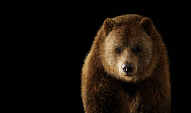 istock Grizzly bear portrait on black. 1440225721