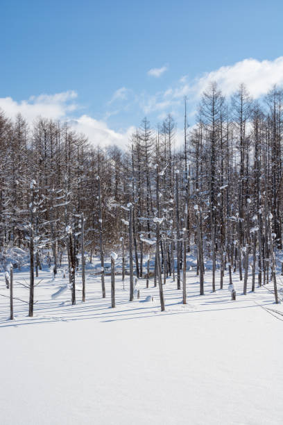 istock Snow-covered winter blue pond in Biei with blue sky 1440226177
