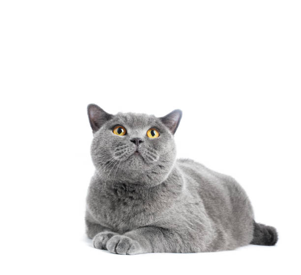 istock British shorthair cat isolated on white 1440226387