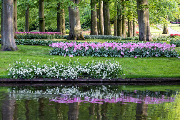 piękny park z tulipanami, zielonym trawnikiem i stawem na wiosnę( - field tulip flower tree zdjęcia i obrazy z banku zdjęć