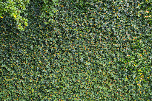 Wall covered with lush foliage of green fig creeping - like ivy