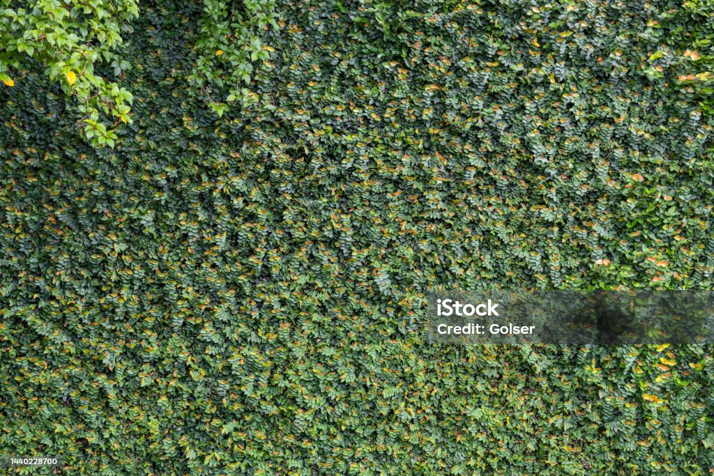 Wall covered with lush foliage of green fig creeping - like ivy Abstract Stock Photo