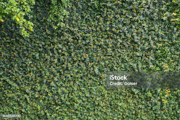 Wall Covered With Lush Foliage Of Green Fig Creeping Like Ivy Stock Photo - Download Image Now