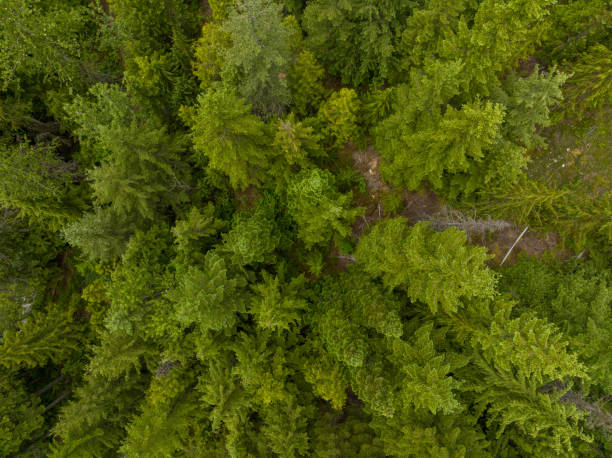 istock Aerial view of a temperate rainforest 1440230358