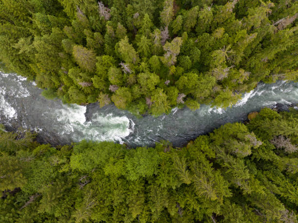 istock Aerial view of a river flowing through a temperate rainforest 1440230404