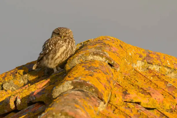 Little owl (Athene noctua) standing on lichen covered red-tile roof in golden evening sunlight