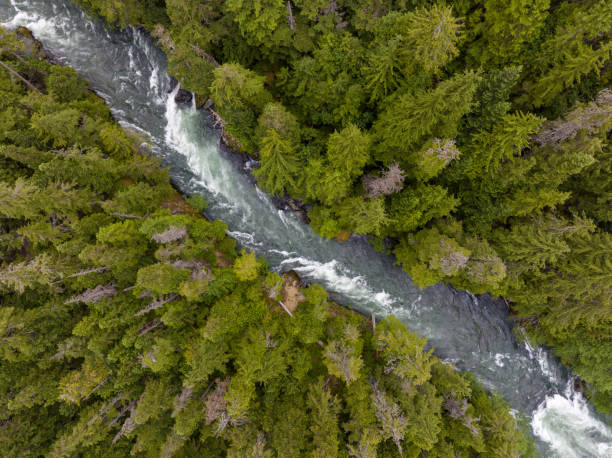 istock View of a river flowing through a temperate rainforest 1440230689