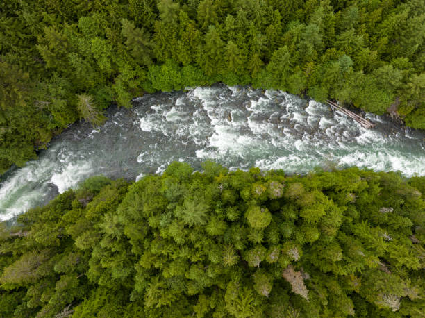 istock View of a river flowing through a temperate rainforest 1440230750