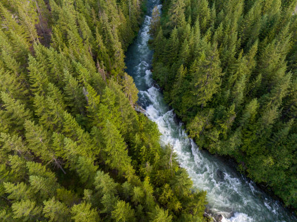 istock View of a river flowing through a temperate rainforest 1440230829