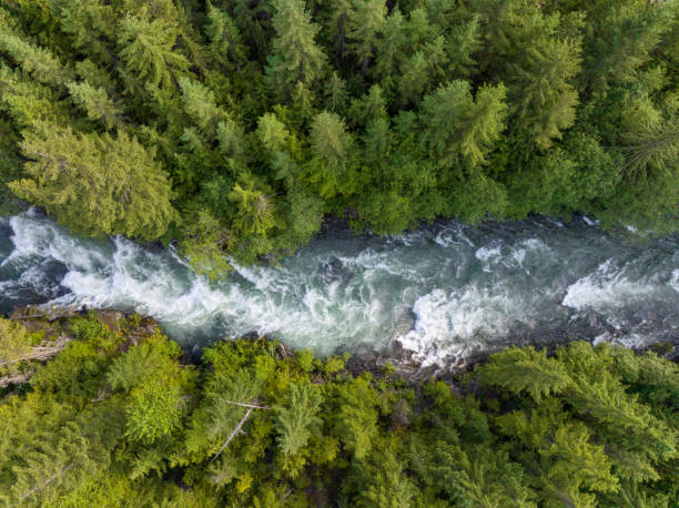 istock View of a river flowing through a temperate rainforest 1440231405