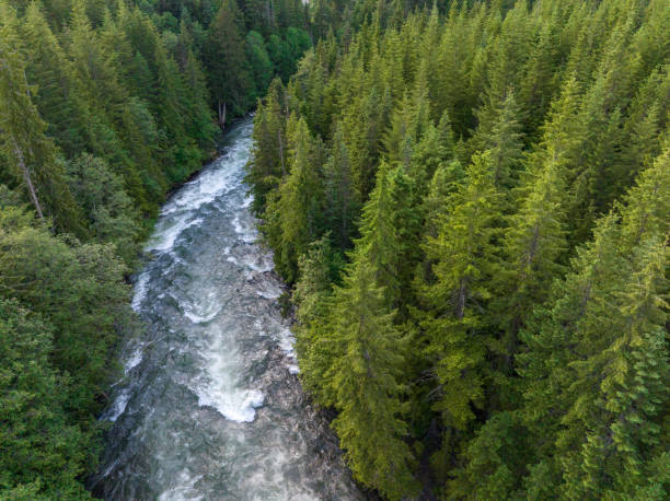 istock View of a river flowing through a temperate rainforest 1440231531