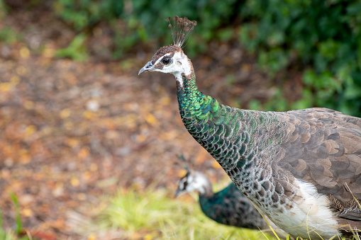 Side view of the head of a peacock with feathers up against a blurred background