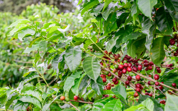 Coffee berries on twigs stock photo