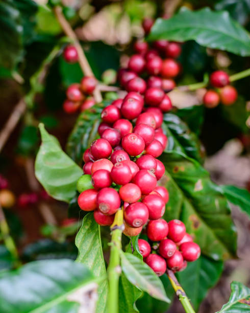 bayas de café rojo en ramita. - selective focus coffee coffee crop cafe fotografías e imágenes de stock