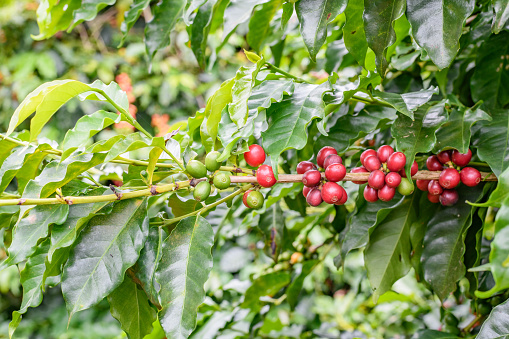 Coffee berries on twigs, Parana State, Brazil