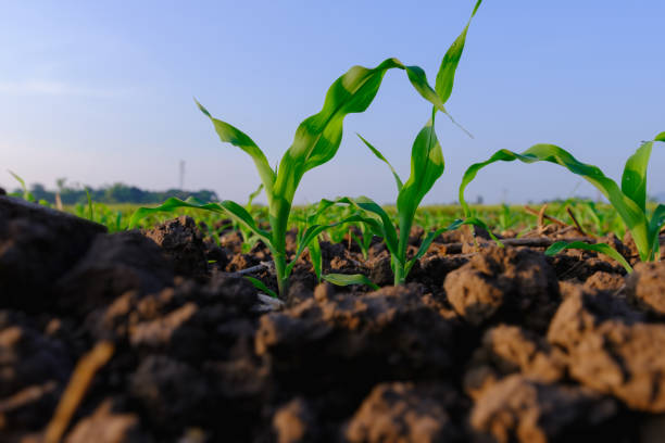 istock young maize corn crops in agricultural plantation 1440235403