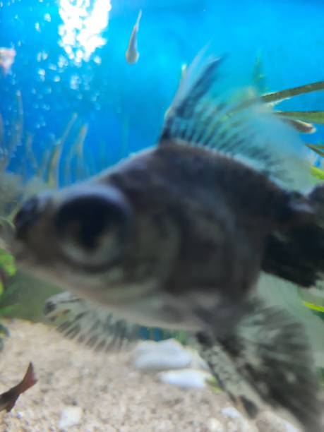 istock Defocused of koki fish who try to catch the camera 1440241656