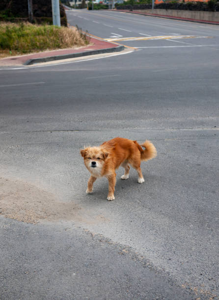 istock A dog's attitude for strangers 1440244335