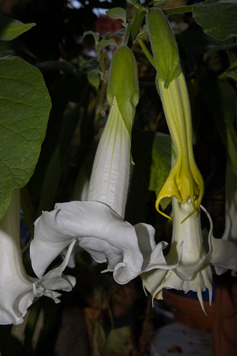 Close up of blossom of a white brugmansia arborea flower, also called angel's trumpet