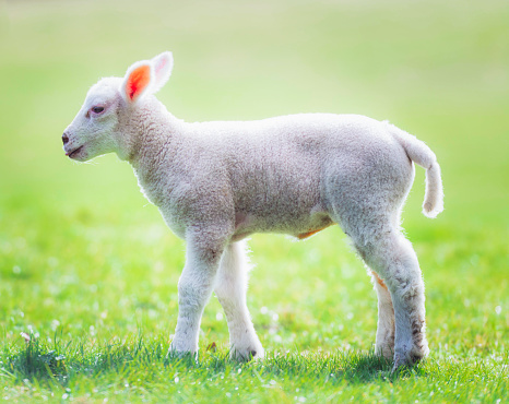 Close-up of a young lamb standing in a meadow field in spring.