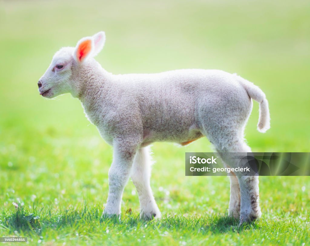 Young lamb profile portrait Close-up of a young lamb standing in a meadow field in spring. British Culture Stock Photo