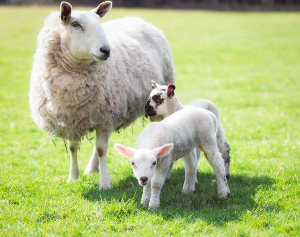 oveja y dos corderos - livestock rural scene newborn animal ewe fotografías e imágenes de stock