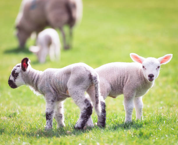 함께 노는 양들 - livestock rural scene newborn animal ewe 뉴스 사진 이미지