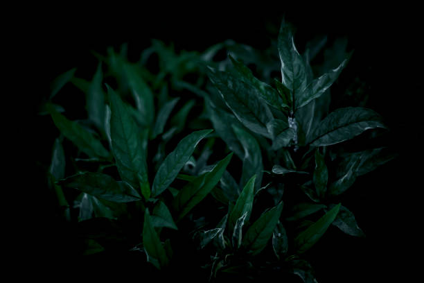 istock Green leaves pattern background, Natural background and wallpaper 1440245043