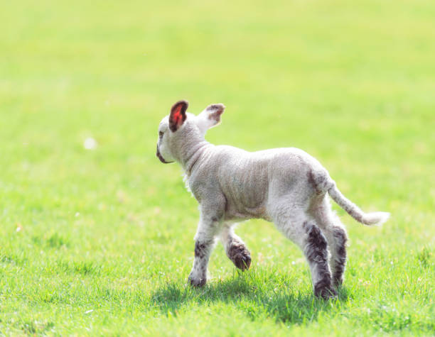 istock Lamb running around the field 1440245095