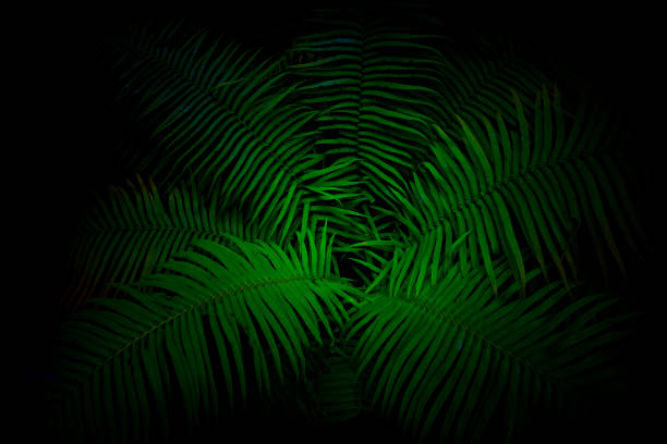 istock Green fern leaves, Green Leaf Pattern Background, Nature Background 1440245366