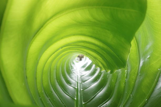istock Green leaf tunnel. Inside of the leaf roll. Abstract green background 1440247928