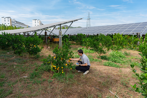 Solar panel next to orange tree in modern tech orchard