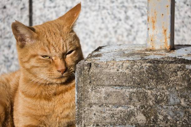 istock Cute brown tiger stray cat 1440249369
