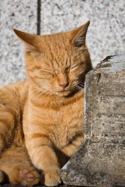 istock Cute brown tiger stray cat 1440249381
