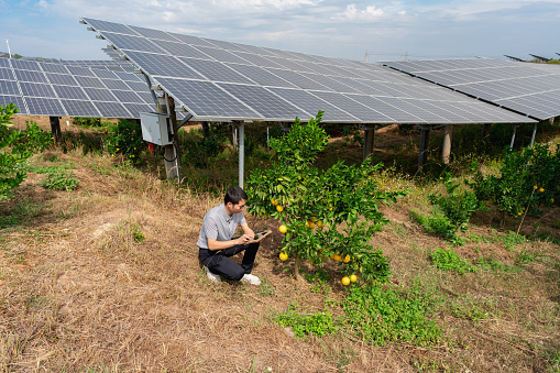 Solar panel next to orange tree in modern tech orchard