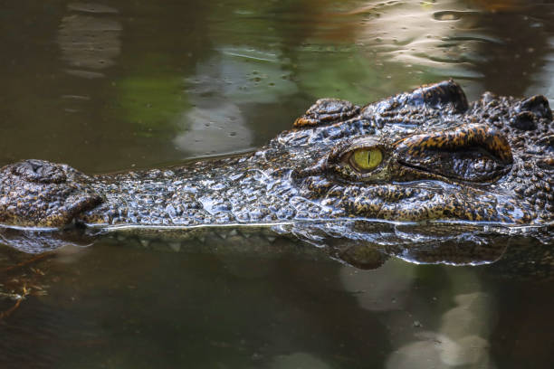 istock Close up head crocodile is show head in river 1440249731