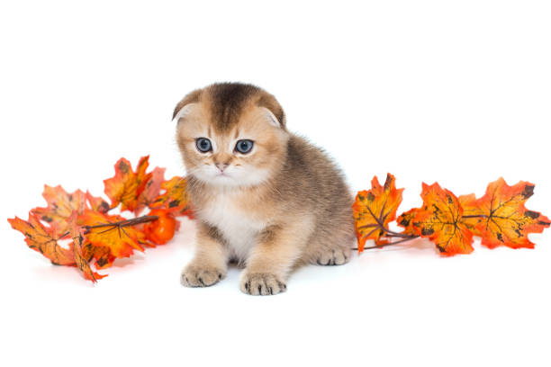 istock Small, Scottish fold kitten and autumn leaves 1440250139