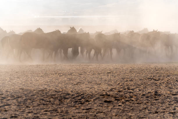istock Wild Horses. Yilki horses. Jades. 1440251455
