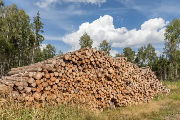 big pile with logs in the forest