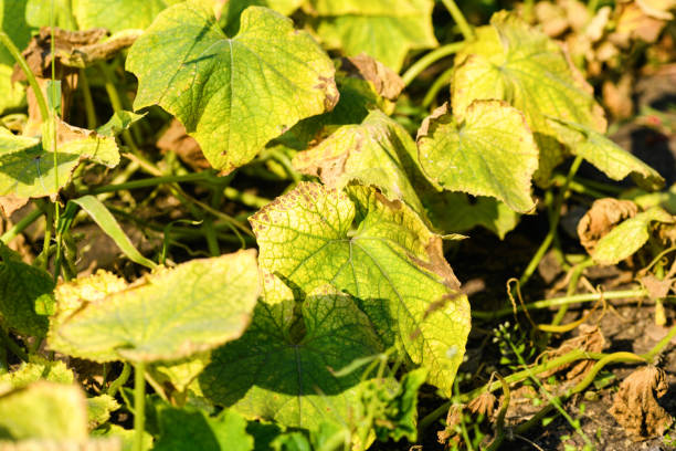 Cucumbers disease: dry burnt leaves. Pest control and cultivation concept cucumber