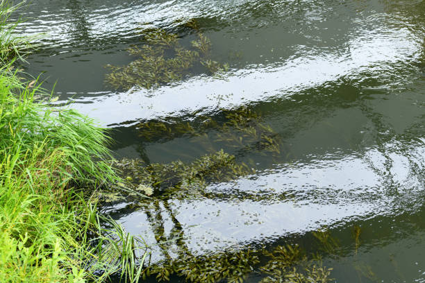 Garbage and blooming green water. Algae bloom due to pollution. Environment and water pollution protection concept