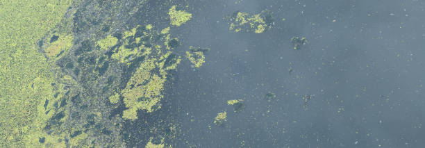 müll und blühendes grünes wasser. algen blühen aufgrund von verschmutzung. umwelt- und gewässerschutzkonzept. banner - algae slimy green water stock-fotos und bilder