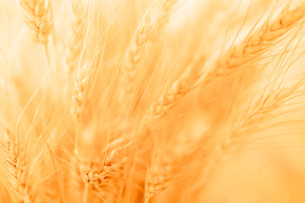 istock blurred wheat yellow gold for background 1440253612